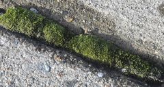Bryum
