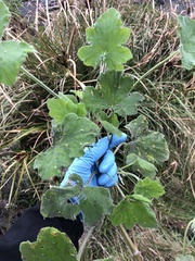 Pelargonium tomentosum