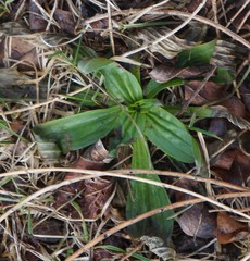 Plantago lanceolata