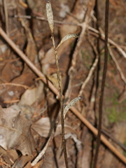 Gastrodia cunninghamii