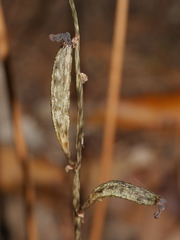 Gastrodia cunninghamii