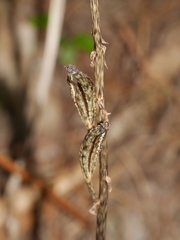 Gastrodia cunninghamii