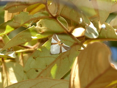 Eulepidotis rectimargo