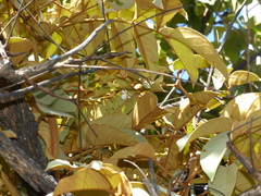 Eulepidotis rectimargo