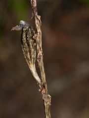 Gastrodia cunninghamii