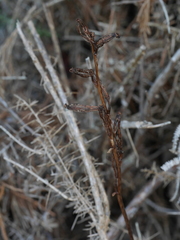 Gastrodia cunninghamii