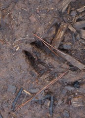 Odocoileus virginianus