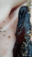 Cerebratulus macrostomus