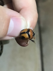 Bolbocerosoma biplagiatum