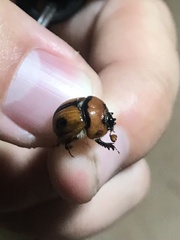 Bolbocerosoma biplagiatum