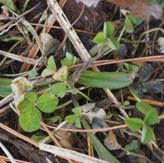 Trifolium repens