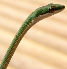 Leptophis ahaetulla