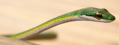 Leptophis ahaetulla