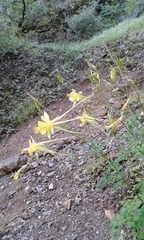 Aquilegia longissima