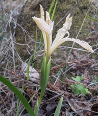 Iris purdyi