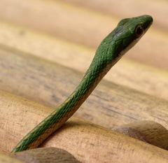 Leptophis ahaetulla