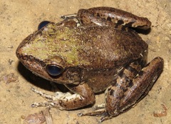 Lithobates palmipes
