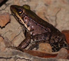 Lithobates palmipes