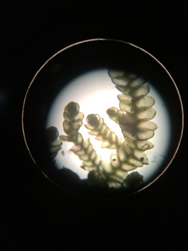 Cheilolejeunea conchifolia