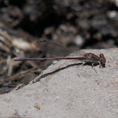 Argia pallens