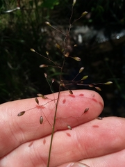 Dichanthelium nudicaule