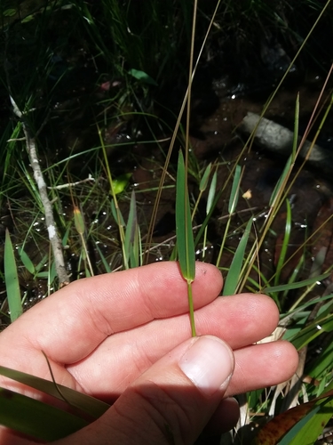 Image of Dichanthelium nudicaule by (c) Will McFarland, some rights reserved (CC BY)