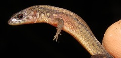 Muller's Tegu photo 3