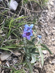 Penstemon angustifolius caudatus