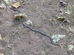 Diadophis punctatus regalis