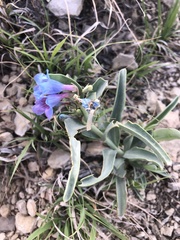 Penstemon angustifolius caudatus