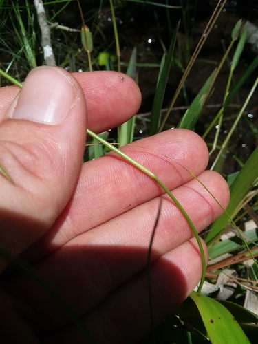 Image of Dichanthelium nudicaule by (c) Will McFarland, some rights reserved (CC BY)