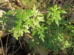 Cedronella canariensis