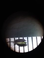 Dichanthelium nudicaule