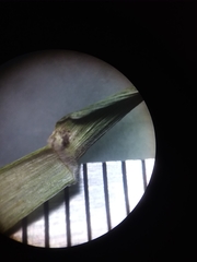 Dichanthelium nudicaule