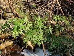 Cedronella canariensis