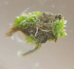 Bryophyta