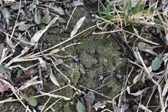 Bryophyta