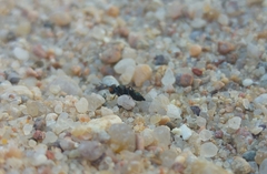 Physiphora alceae