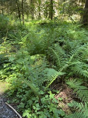 Polystichum braunii image