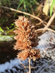 Cedronella canariensis