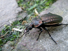Carabus ulrichii