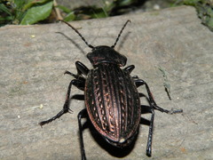 Carabus ulrichii