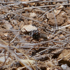 Opomydas limbatus