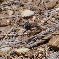 Opomydas limbatus