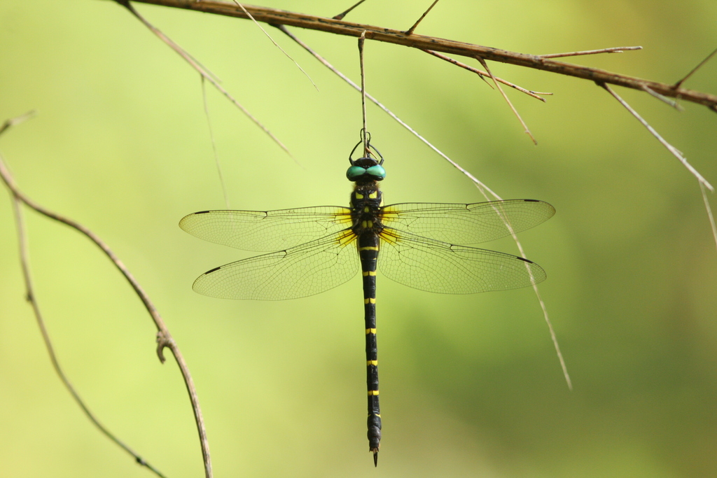 Anotogaster gregoryi