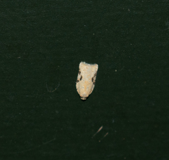 Acleris subnivana