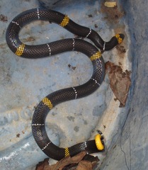Micrurus hemprichii