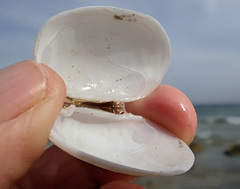 Venerupis galactites