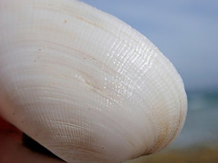 Venerupis galactites