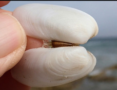 Venerupis galactites